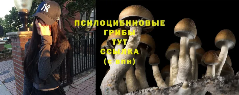 где купить   Хотьково  Псилоцибиновые грибы Psilocybe 